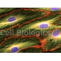 Cynomolgus Monkey Primary Cardiac Microvascular Endothelial Cells